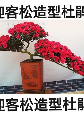 迎客松造型长70公分杜鹃花盆栽悬崖杜鹃四季常青植物年宵花好养