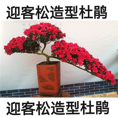 迎客松造型长70公分杜鹃花盆栽悬崖杜鹃四季常青植物年宵花好养