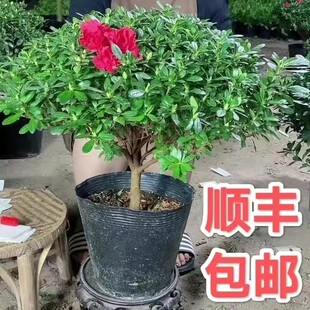 辫子多色杜鹃四季 常青老桩盆栽四季 开花卉室内植物开花不断好养