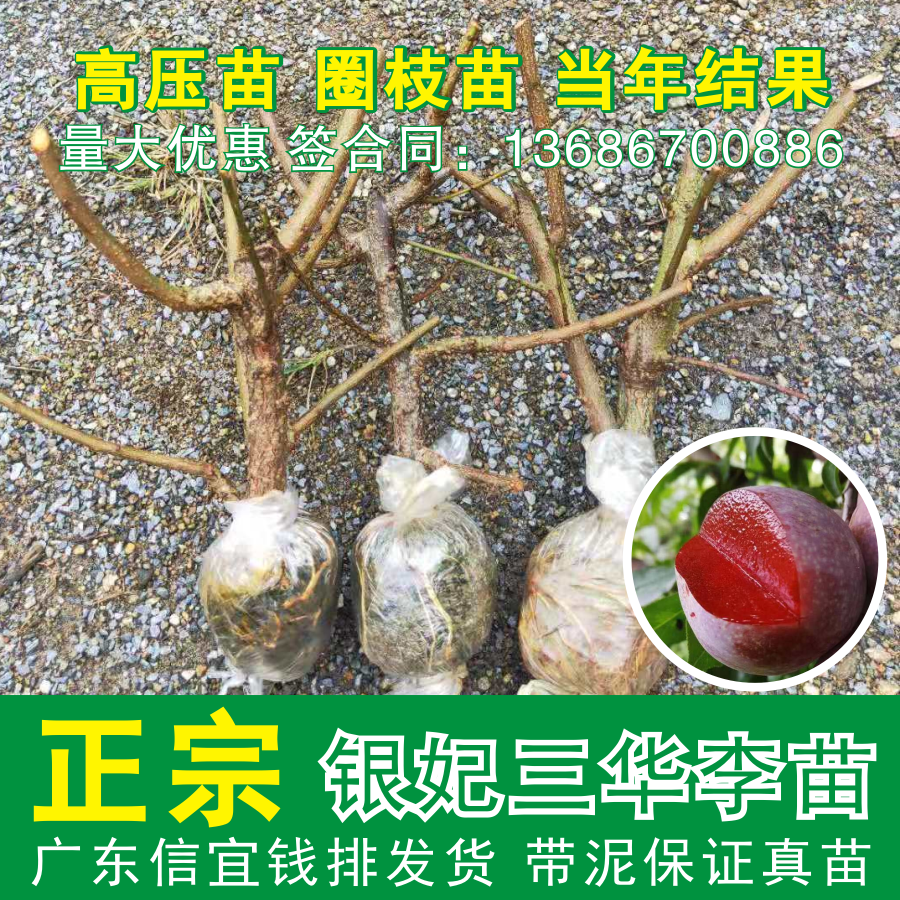 信宜钱排银妃高压苗三华李子树苗广东 红心三华李苗树苗圈枝苗,鲜花速递/花卉仿真/绿植园艺,果树,淘宝优惠券,粉丝福利购,淘宝优惠卷