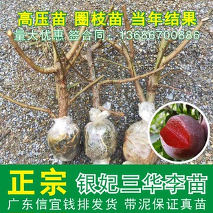 信宜钱排银妃高压苗三华李子树苗广东 红心三华李苗树苗圈枝苗
