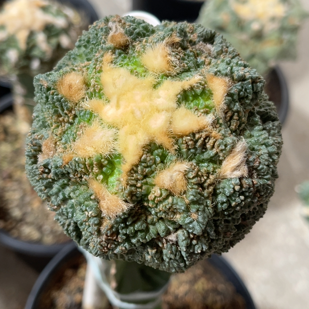 龟甲 牡丹精品开花仙人球