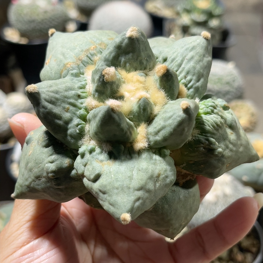 怒涛 牡丹精品开花仙人球