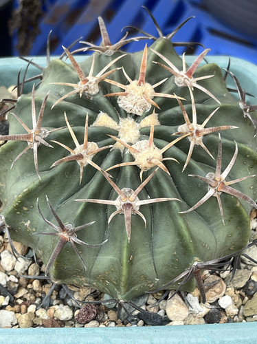 粗刺凌波 实生精品开花仙人球