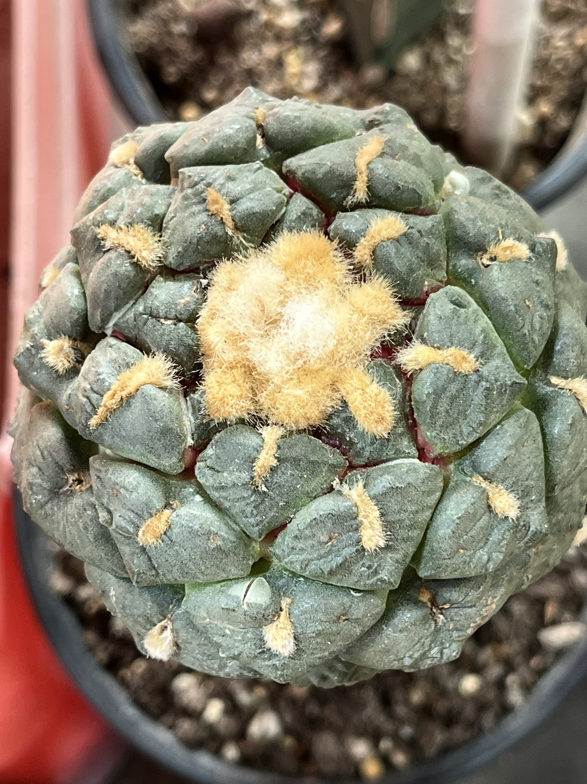 小疣光面连山 牡丹精品开花仙人球