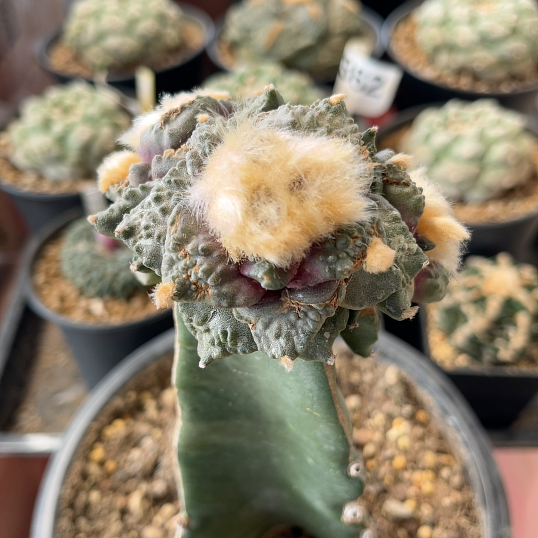 三头怒涛 牡丹 精品开花仙人球