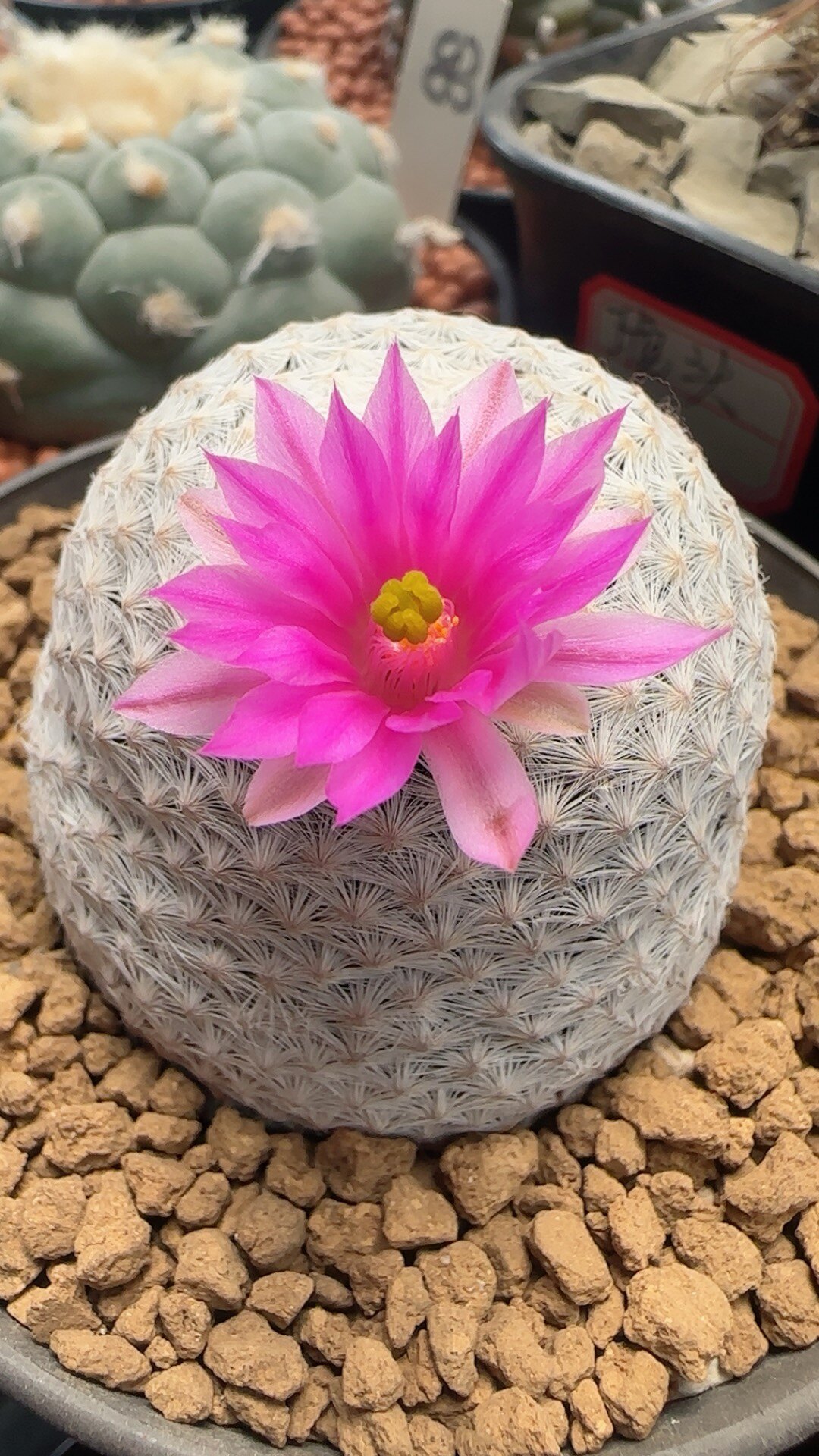 仙妍园艺 白鸟丸 乳突球属 实生进口稀有开花精品仙人球