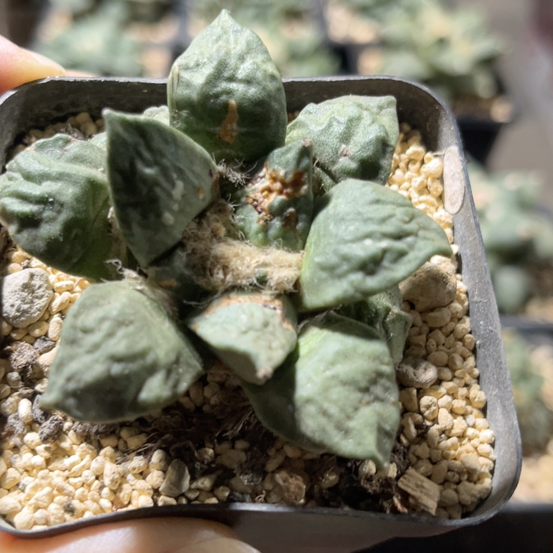 怒涛 牡丹自根精品开花仙人球