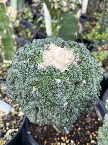 哥斯拉 牡丹精品开花仙人球