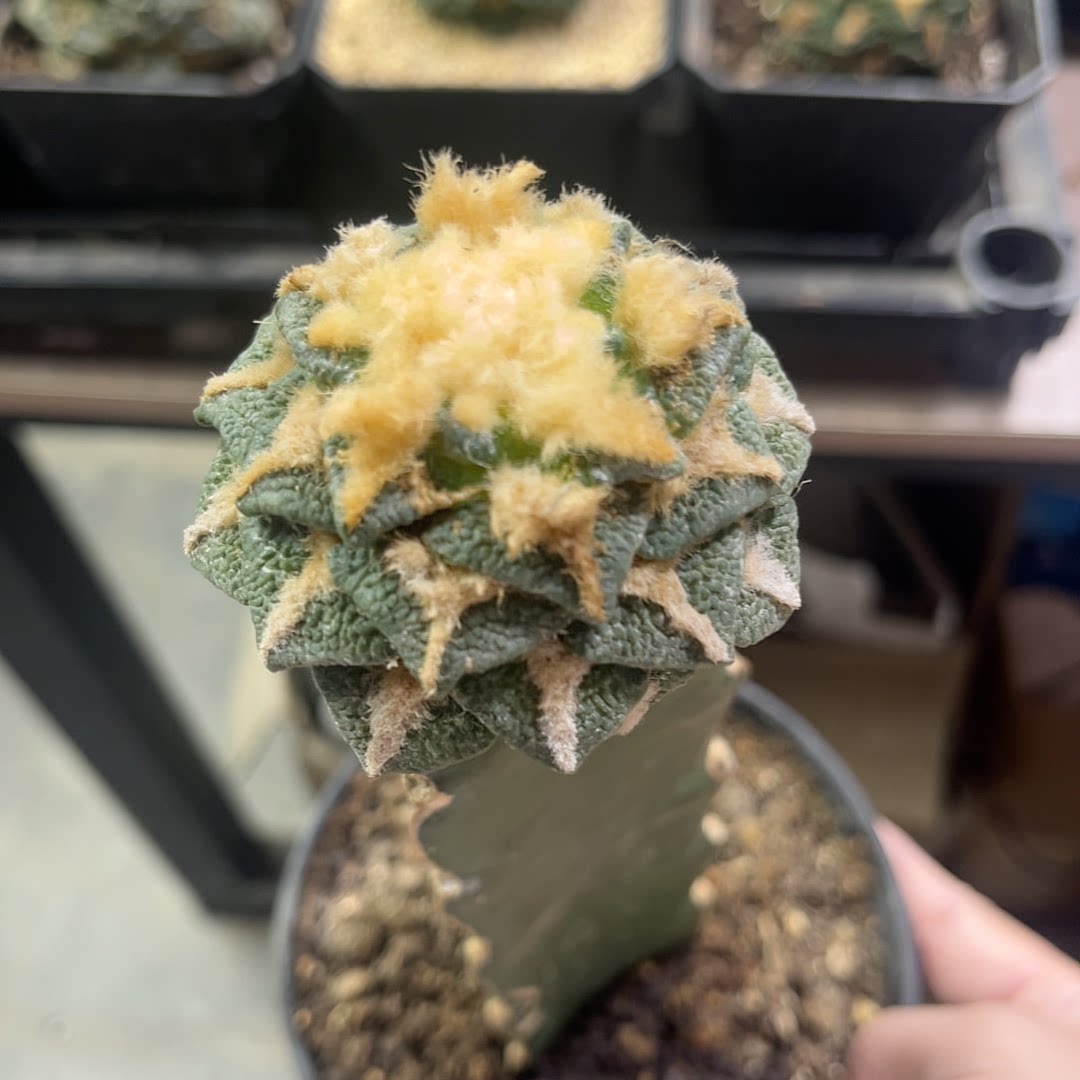 大疣黑 牡丹精品开花仙人球