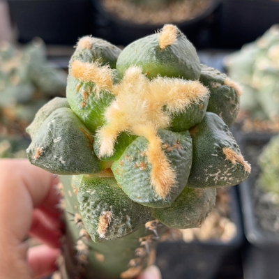 连山 牡丹精品开花仙人球