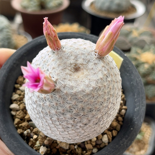 日本大玉白鸟 实生精品开花仙人球