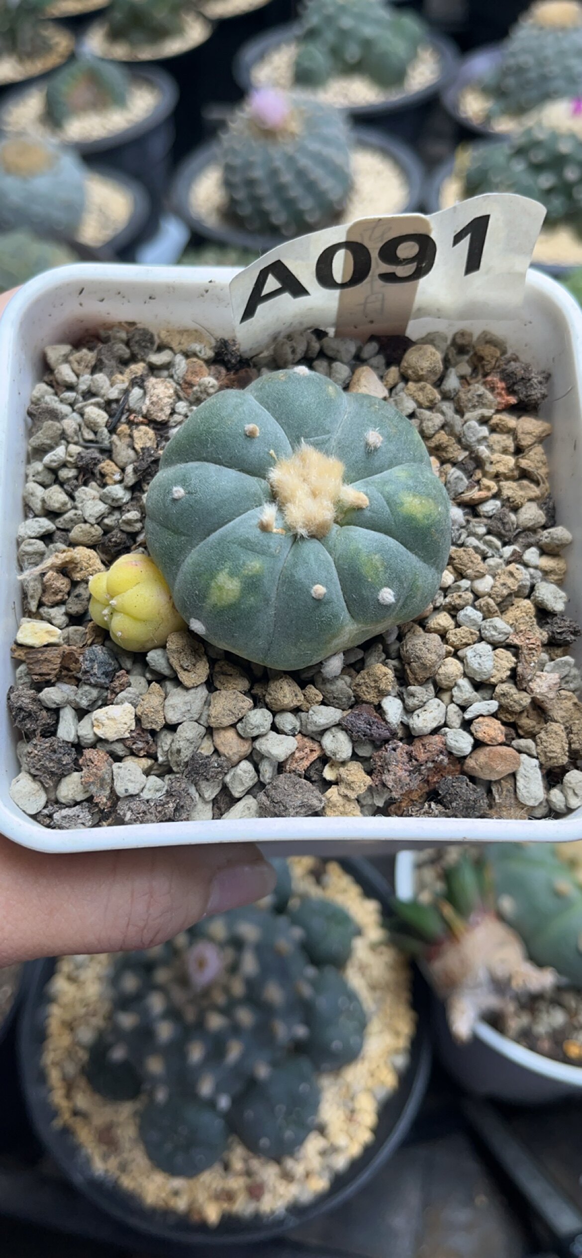 仙妍园艺 草球白肌锦 实生精品开花仙人球