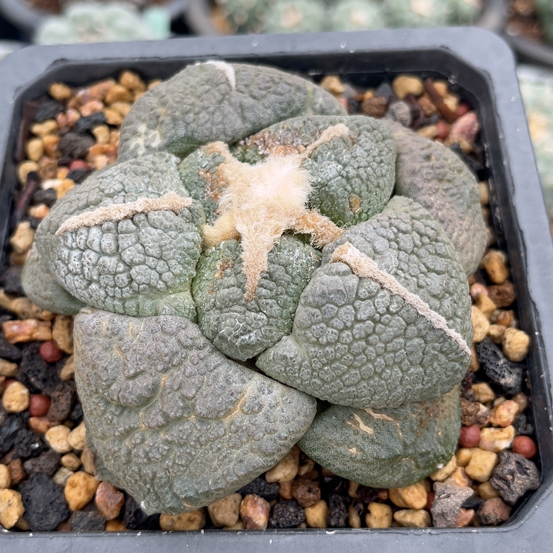 实生大疣象肌连山 牡丹精品开花仙人球多肉植物