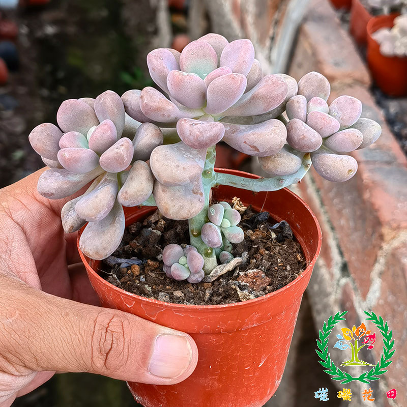 艾伦多头小老桩多肉植物群生易养超萌可爱养眼个性小盆栽 5星摆件