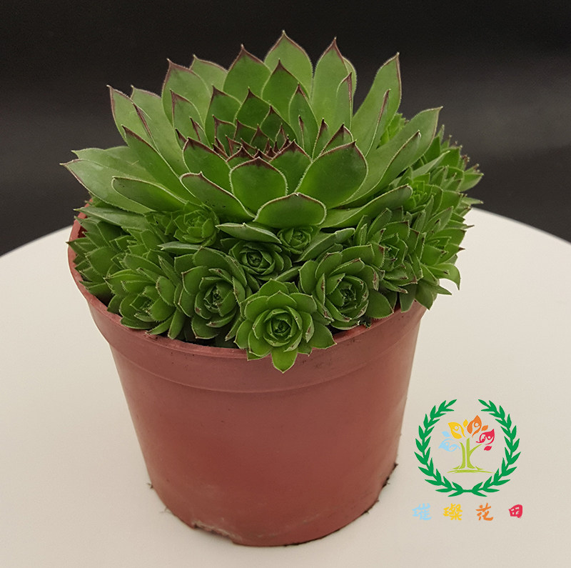 观音莲老桩莲花多肉植物群生好养易爆盆办公室内阳台绿植盆栽