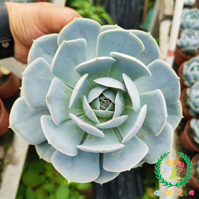 鲁氏石莲老桩大型多肉植物易养易爆头稀有品种特色盆栽