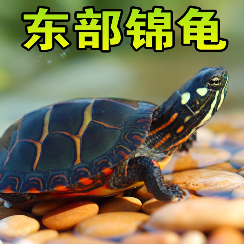 东锦东部锦龟苗深水龟小乌龟红纹西锦南锦龟活体宠物观赏外塘火焰