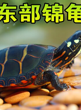东锦东部锦龟苗深水龟小乌龟红纹西锦南锦龟活体宠物观赏外塘火焰