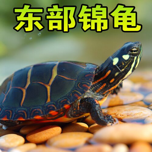 东锦东部锦龟苗深水龟小乌龟红纹西锦南锦龟活体宠物观赏外塘火焰
