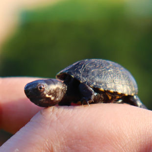 头盔蛋龟苗活体迷你宠物龟泥龟剃刀果核红面蛋小型观赏巨头深水龟