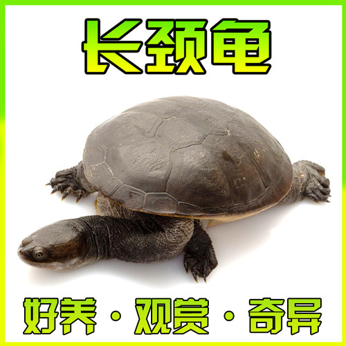 长颈龟观赏小乌龟活物长寿宠物原始龟纯腹长颈深水侧颈长脖蛇颈龟