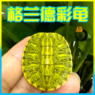 格兰德进口七彩龟苗五彩油彩巴西活体水乌龟斑彩深水宠物龟斑斓物