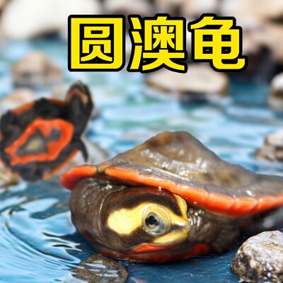圆奥圆澳龟活体深水观赏宠物蛋乌龟玩具侧颈园龟苗蛋麝香剃吃垃圾