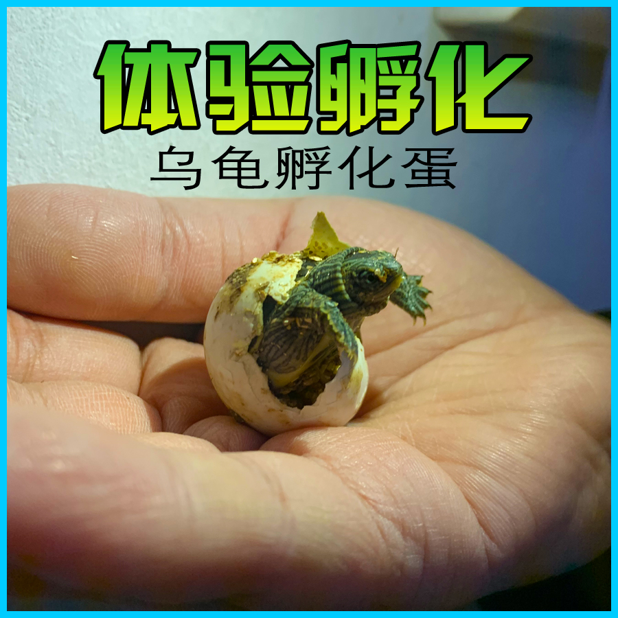 龟可孵化迷你墨花便宜学生乌龟蛋