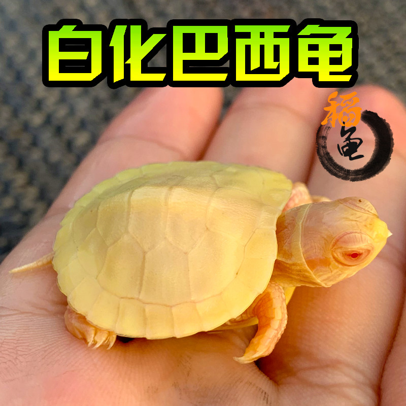白化巴西龟网红家养变异龟观赏雪白长寿鱼缸深水黑巴西龟黄金红眼