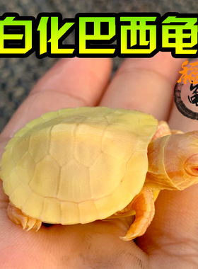 白化巴西龟网红家养变异龟观赏雪白长寿鱼缸深水黑巴西龟黄金红眼