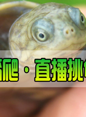 直播选龟草龟黄耳地图火焰圆澳甜甜圈墨乌龟观赏大河佛州东锦西锦