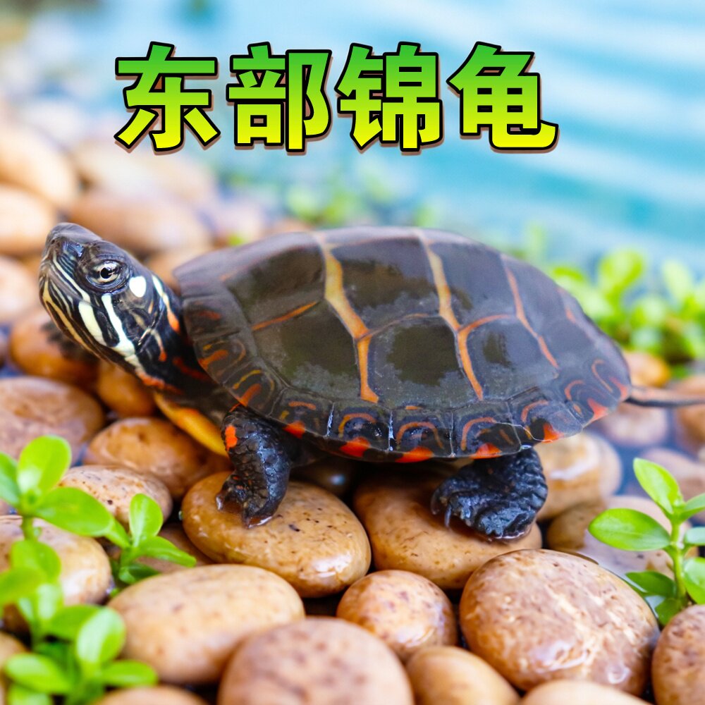 东锦东部锦龟苗深水龟小乌龟红纹西锦南锦龟活体宠物观赏外塘火焰