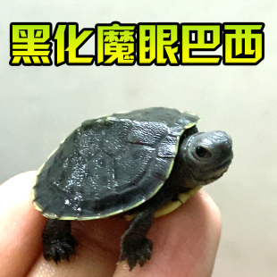 黑巴龟黑化魔眼变异黑化大萌巴西活体宠物观赏网红变异焦糖果冻梵