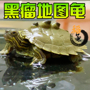 黑瘤地图乌龟黑瘤龟苗西西比黄头深水鱼缸观赏黑妞网红观赏宠物密