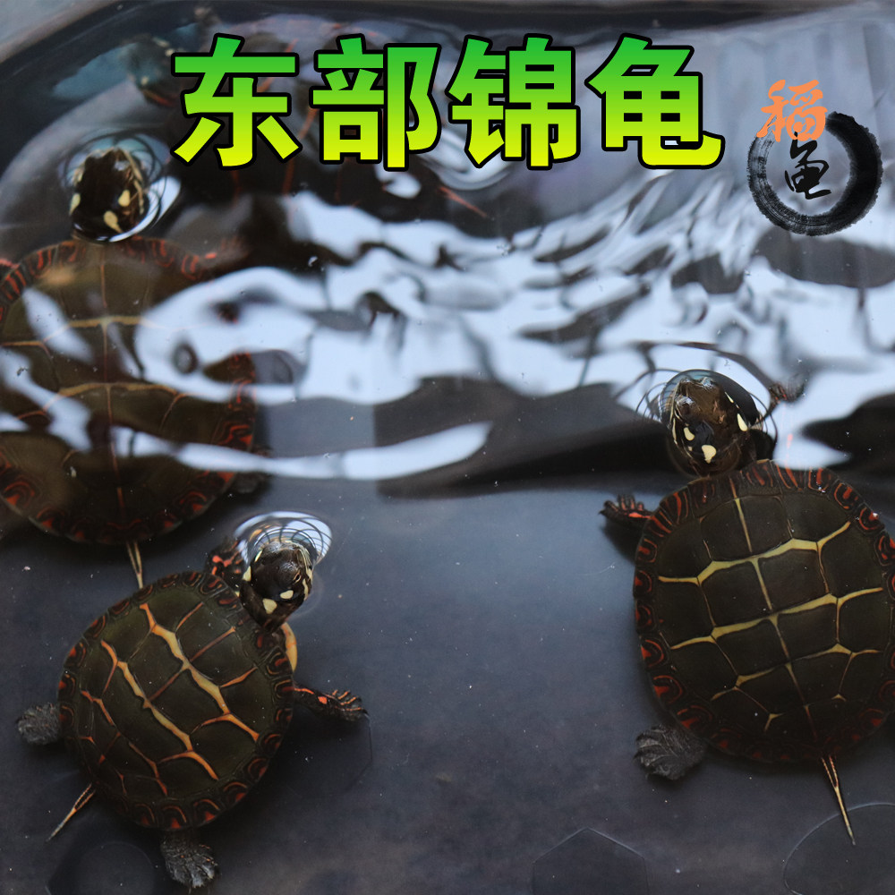 东锦东部锦龟苗深水龟小乌龟红纹西锦南锦龟活体宠物观赏外塘火焰,宠物/宠物食品及用品,龟/鳖,淘宝优惠券,粉丝福利购,淘宝优惠卷