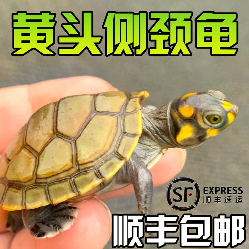 黄头侧颈龟忍者神龟深水鱼缸宠物圆澳侧颈吃鱼粪观赏清洁西非侧颈 宠物/宠物食品及用品 龟/鳖 原图主图