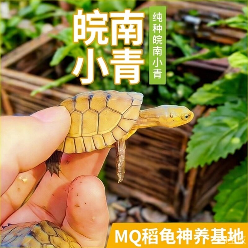 小青皖南龟黄喉拟水乌龟活物南石金钱龟苗观赏纯种活体缘三黄活体