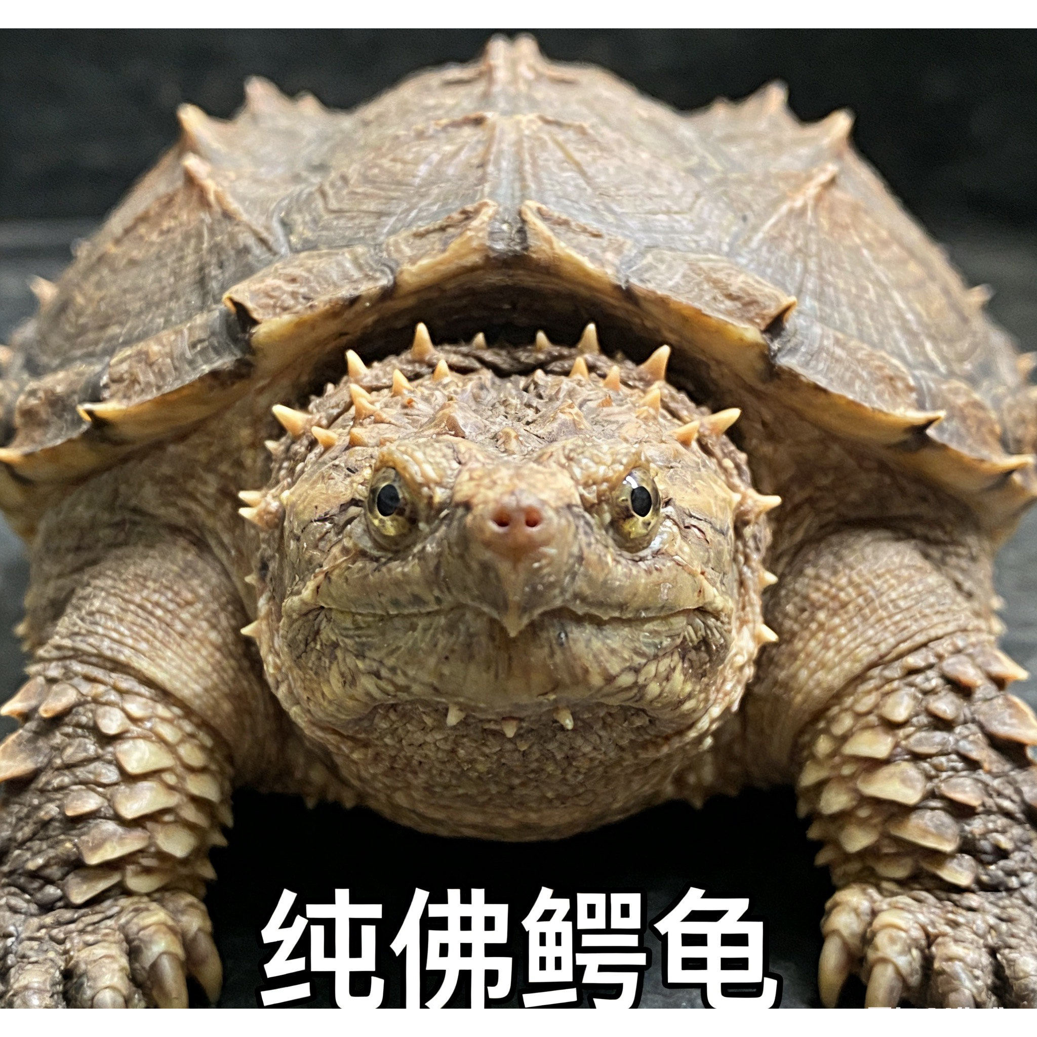 鳄龟活体小乌龟活物观赏龟深水龟爆刺杂佛宠物正宗纯佛北美鳄鱼龟