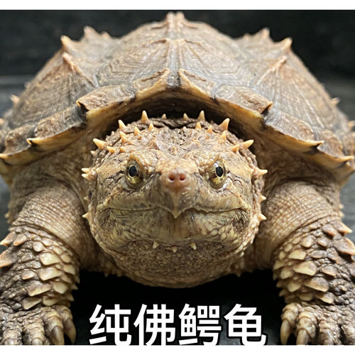鳄龟活体小乌龟活物观赏龟深水龟爆刺杂佛宠物正宗纯佛北美鳄鱼龟