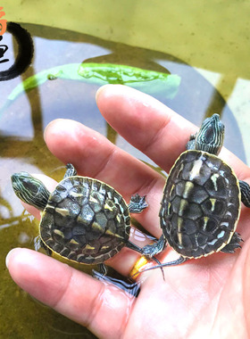 中华花龟小乌龟活物珍珠龟六线草龟活体花龟苗宠物水龟长寿观赏龟