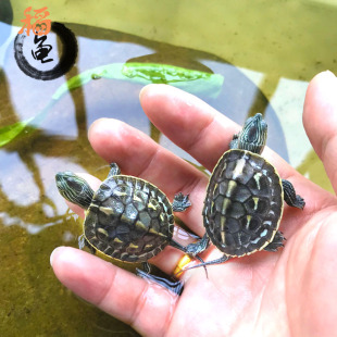 中华花龟小乌龟活物珍珠龟六线草龟活体花龟苗宠物水龟长寿观赏龟
