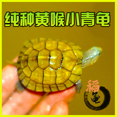 纯正石金钱龟家养宠物小青黄金钱网红南石金钱黄喉拟水龟乌龟活物