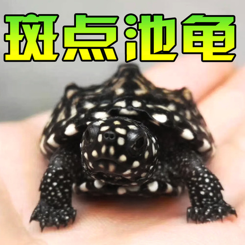 正宗星点/黑池/满天星宠物活体龟