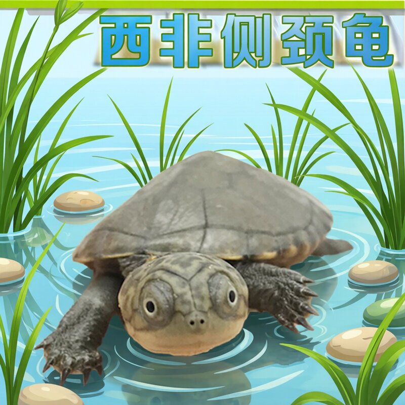 西非侧颈龟头苗西非龟苗活体沼泽侧颈龟深水龟东锦活物宠物龟活体