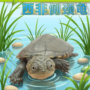 西非侧颈龟头苗西非龟苗活体沼泽侧颈龟深水龟东锦活物宠物龟活体