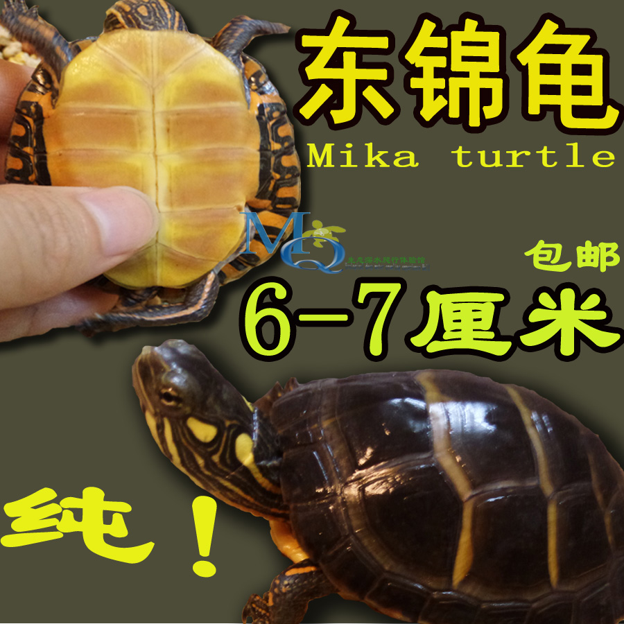 东部锦龟活体东锦深水龟火焰龟圆澳龟9cm西锦南锦东锦龟苗容易养