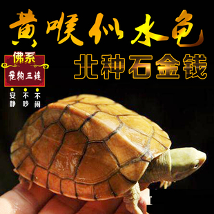 小青皖南龟黄喉拟水乌龟活物南石金钱龟苗观赏纯种活体缘三黄活体