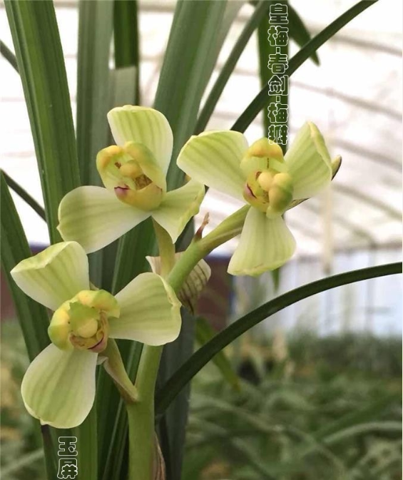 赵山玉屏兰园春剑皇梅兰花梅瓣名贵名品盆栽绿植送礼