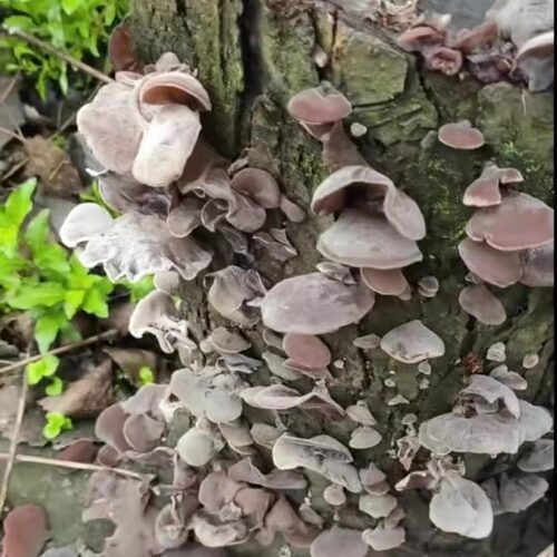 野生新款特级小碗耳干木耳